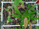 PA_1933_3_943c