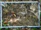 PA_1933_4_945a