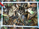 PA_2033_2_184d (2)