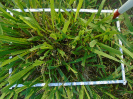 PA_2033_3_187b (2)