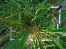 PA_2039_1_125c (2)