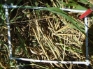 PA_2078_1_187b
