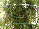 PA_2078_2_194d