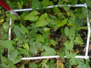 PA_2078_3_197a