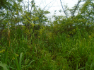 PA_2083_1_742