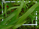 PA_2083_1_743a