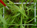 PA_2083_3_754a