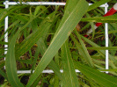 PA_2083_4_761c