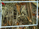 PA_2084_4_736a