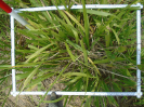 PA_2086_4_265d (2)