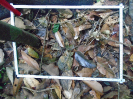 PA_2088_4_271a