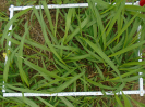 PA_2144_4_217b