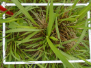 PA_2144_4_219d (2)