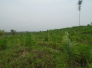 PA_2146_1_186 (2)