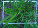 PA_2303_4_875c