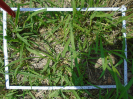 PA_2415_2_606a