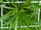 PA_2417_3_357d (2)