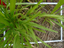 PA_2417_4_359a