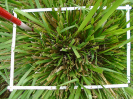 PA_2454_4_445d