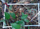 PA_939_2_74a