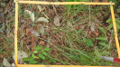 PI_547