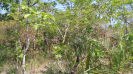 PI_564_F3_pan