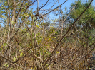 PI_5_F3_pan