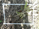 RO_157_3_0896C