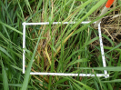 RO_208_1_1206B
