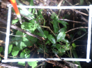 RO_232_1_1492_D