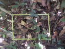 RO_40_2_2381A