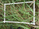 RO_498_1_1916C