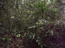 RO_53_0_105