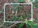 RO_591_2_2129_C