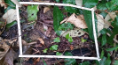 RO_77_1_2375D