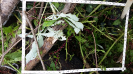 RO_77_2_2378B