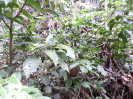 RO_91_1_376_C