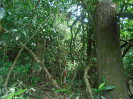 RR_355_F3_pan
