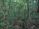 RR_401_F3_pan