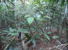 RR_412_F3_pan