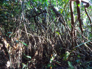 RR_471_J_F3_pan