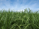 SP_118_F3_pan