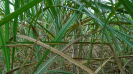 SP_168_F3_pan