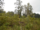 SP_175_F3_pan