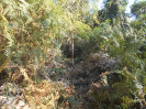 SP_447_F3_pan