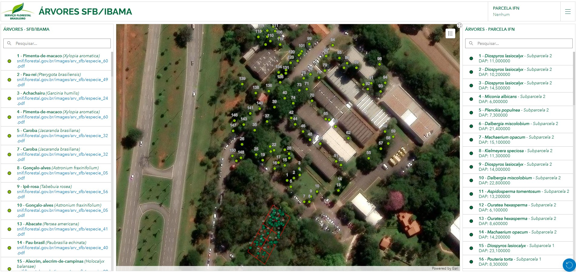 identificacao arvores sfb